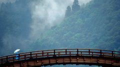 Landscapes Trees forests fog