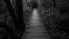 Landscapes Trees forests paths