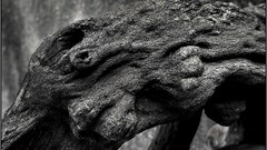 Landscapes Trees France root Photographers artwork James Lapett