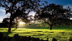 Landscapes Trees Garden New Zealand Auckland Parks sunlight