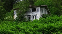 Landscapes Trees houses forests abandoned house
