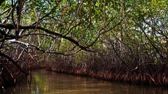 Landscapes Trees India Asia rivers forests Tamil Nadu (India)