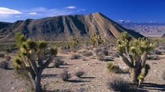 Landscapes Trees Joshua Tree nevada