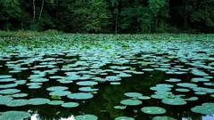 Landscapes Trees lakes lily