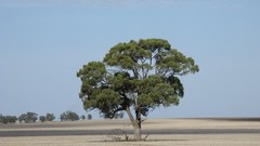 Landscapes Trees land Australia farm lone tree farmland country 