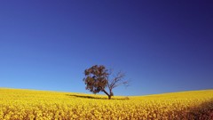 Landscapes Trees meadows fields yellow flowers