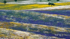 Landscapes Trees meadows spring Portugal bing Wildflowers 