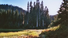 Landscapes Trees Mountains forests evergreens