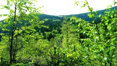 Landscapes Trees Mountains Green natur