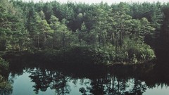 Landscapes Trees reflections rivers forests Evergreen