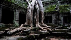 Landscapes Trees ruins site cambodia Angkor Wat old places