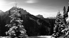 Landscapes Trees snow Alps Italy grayscale Kronplatz