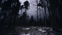 Landscapes Trees snow winter night dark forests evergreens