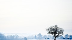 Landscapes Trees snow winter seasons cold white lonely 