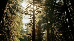 Landscapes Trees sun forests Evergreen