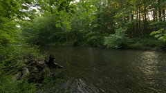Landscapes Trees USA forests Green River
