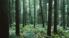 Landscapes Trees vegetation forests