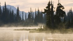 Landscapes Trees Washington mist national park Mount Rainier