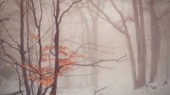 Landscapes Trees winter forests Daniel Korzhonov