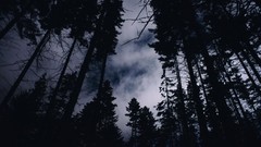 Landscapes Trees winter night dark Canada quebec forests 