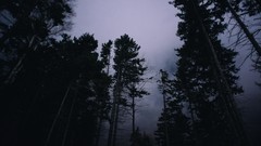 Landscapes Trees winter night dark forests christianity 