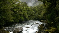 Landscapes tutuko river forest