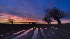 Landscapes United Kingdom oak bing Norfolk flooded