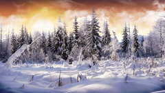 Landscapes winter snow Trees