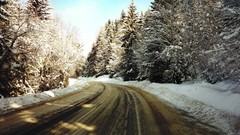 Landscapes winter snow Trees
