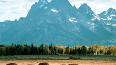 Landscapes Wyoming national park bison grand teton national park