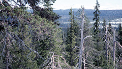 Lapland can have some