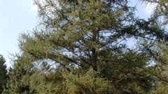 Larchtree The larch high