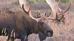 Large horns moose