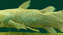 Latimeria chalumnae coelacanth high