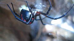 Latrodectus high