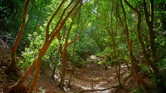 Laurisilva Tenerife high