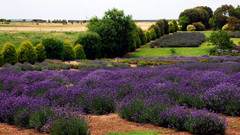 Lavender farm Australia nature