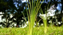 Lawn Green Garden insects