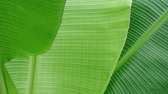 Layed Palms leaf Green