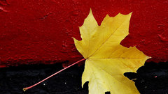 Leaf abstract red black