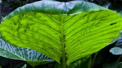 Leaf ascension tropical