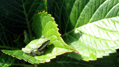 Leaf Frogs amphibians