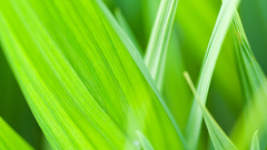 Leaf Green colors nature