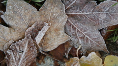 Leaf leaves frost fallen