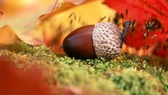 Leaf leaves Plants Acorns