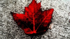 Leaf maple leaf