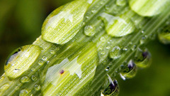 Leaf nature water drops