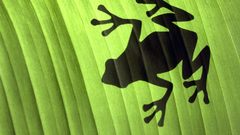 Leaf shadows Frogs