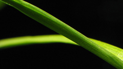 Leafscape left grass Green