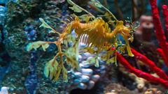 Leafy Sea dragon Aquarium